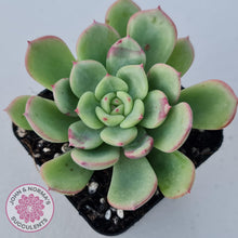 Load image into Gallery viewer, Echeveria Salmon - John &amp; Norma&#39;s Succulents
