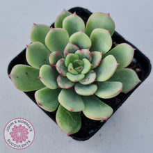 Load image into Gallery viewer, Echeveria Salmon - John &amp; Norma&#39;s Succulents
