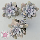 Graptopetalum amethystinum - Lavender Pebbles