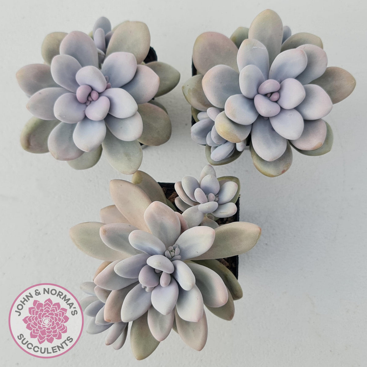 Graptopetalum amethystinum - Lavender Pebbles