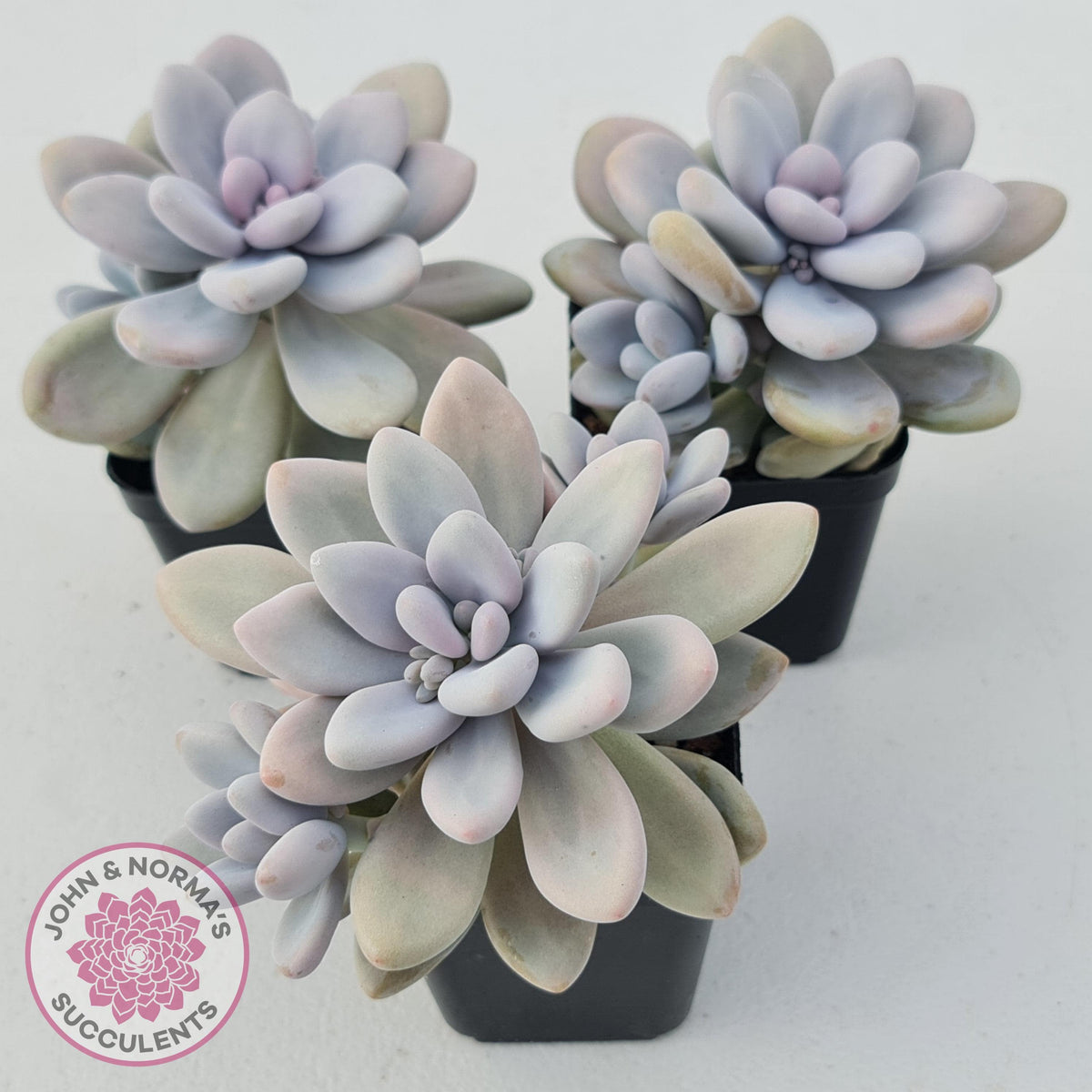 Graptopetalum amethystinum - Lavender Pebbles