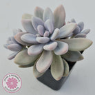 Graptopetalum amethystinum - Lavender Pebbles