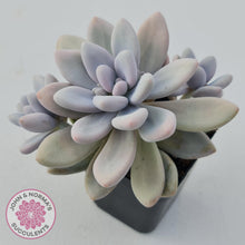 Load image into Gallery viewer, Graptopetalum amethystinum - Lavender Pebbles - John &amp; Norma&#39;s Succulents
