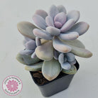 Graptopetalum amethystinum - Lavender Pebbles