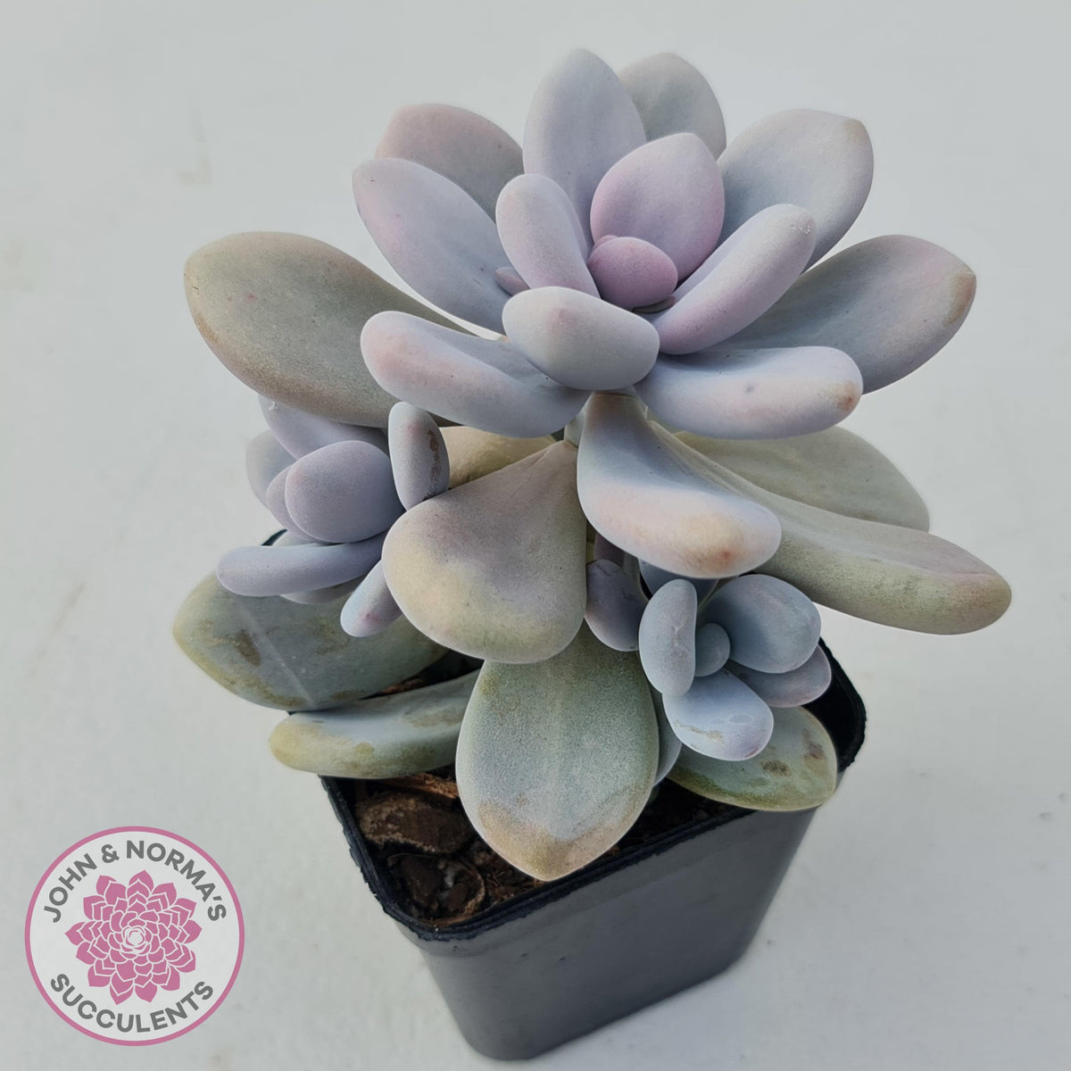 Graptopetalum amethystinum - Lavender Pebbles