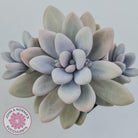 Graptopetalum amethystinum - Lavender Pebbles