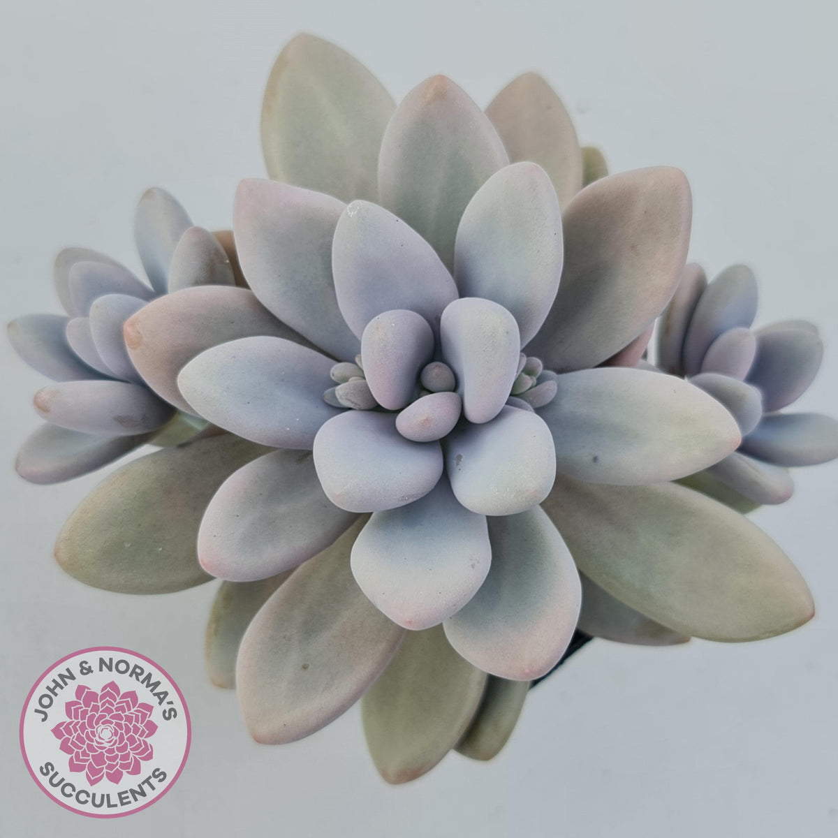 Graptopetalum amethystinum - Lavender Pebbles