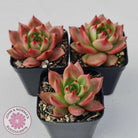 Echeveria Agavoides Amestro (Lg)