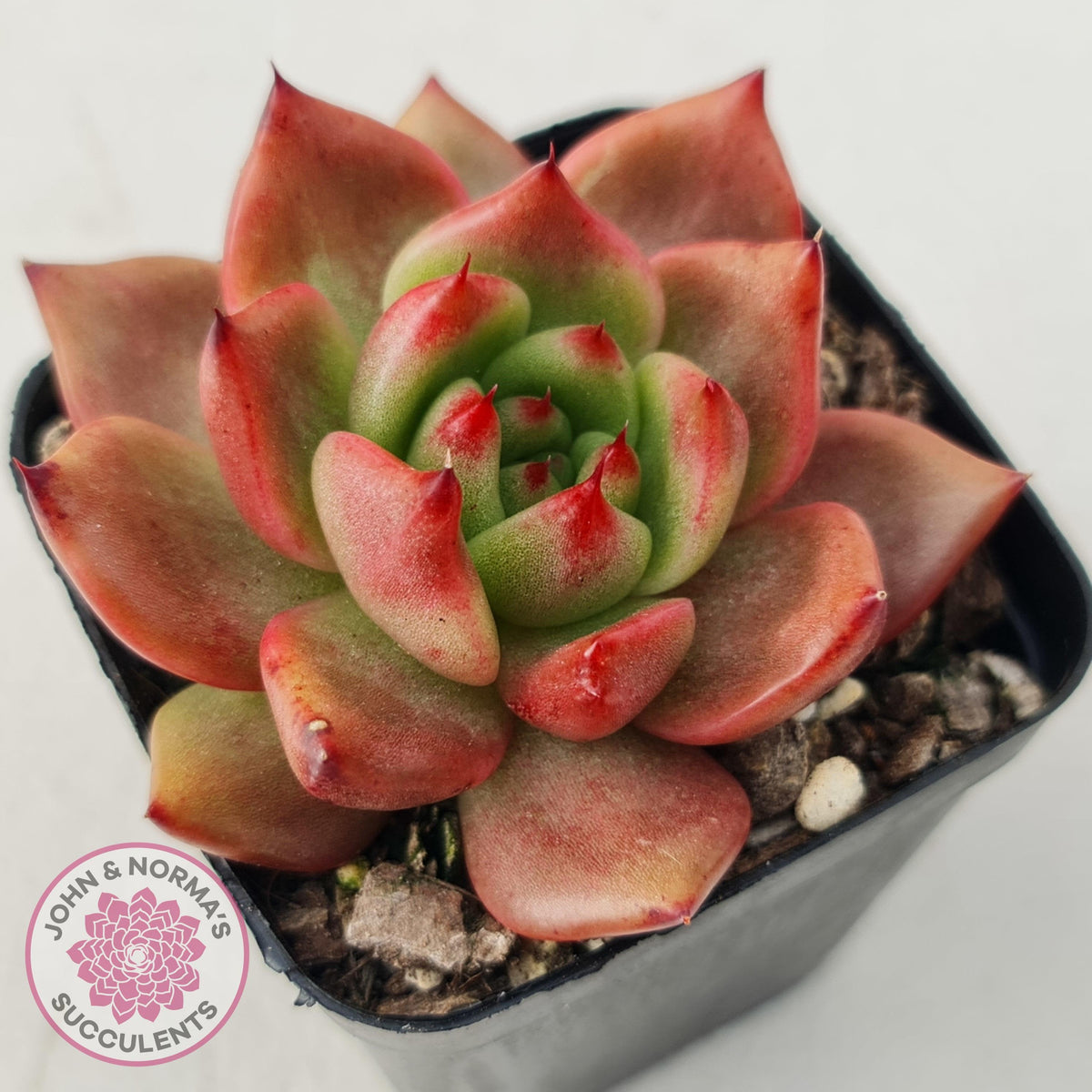 Echeveria Agavoides Amestro (Lg)
