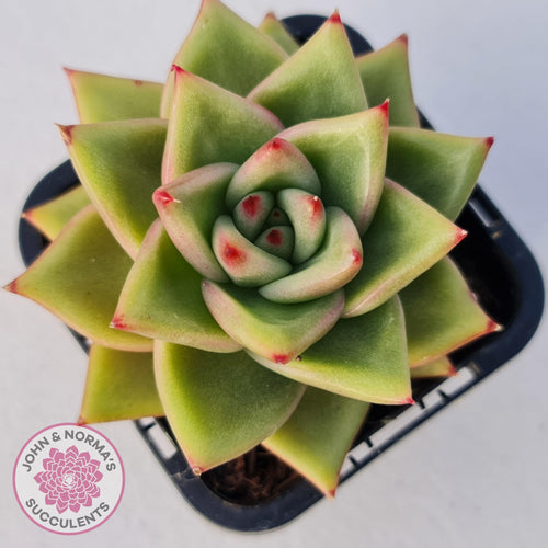 Echeveria Agavoides - John & Norma's Succulents