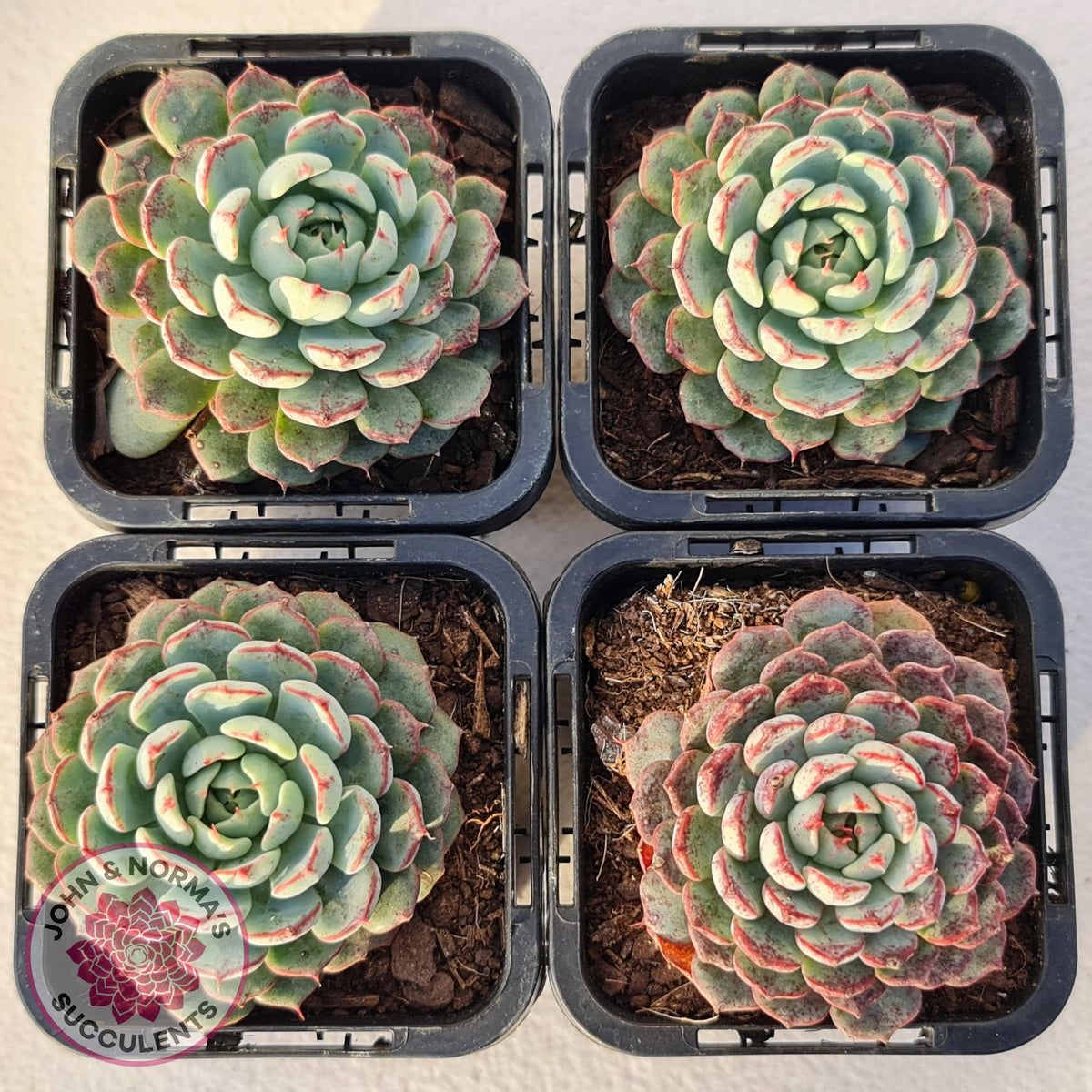 Echeveria blue minima