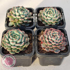 Echeveria blue minima
