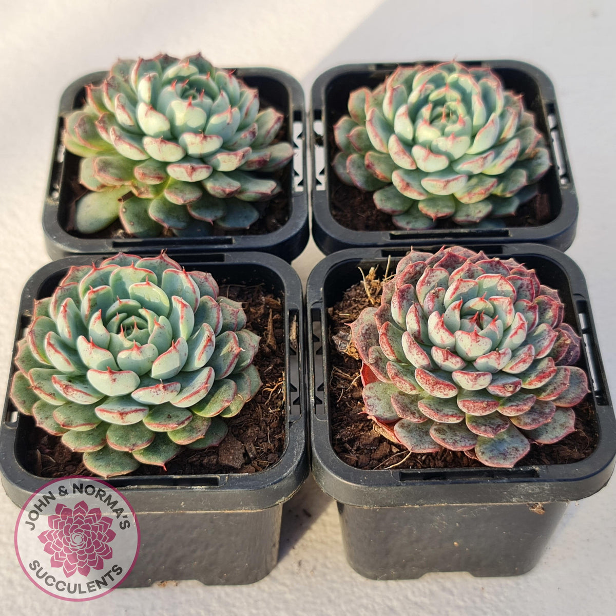 Echeveria blue minima