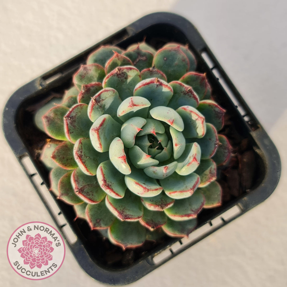 Echeveria blue minima