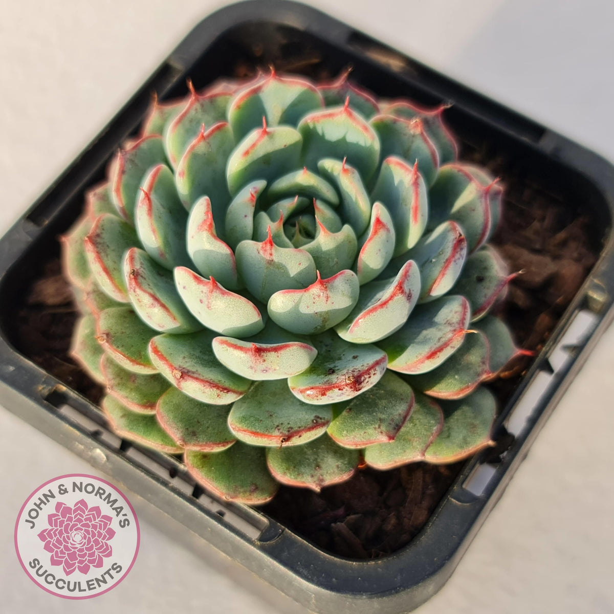 Echeveria blue minima