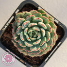 Echeveria blue minima