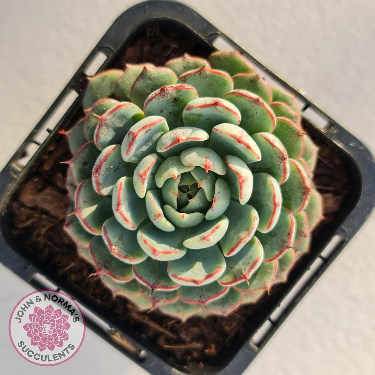 Echeveria blue minima