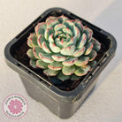 Echeveria blue minima