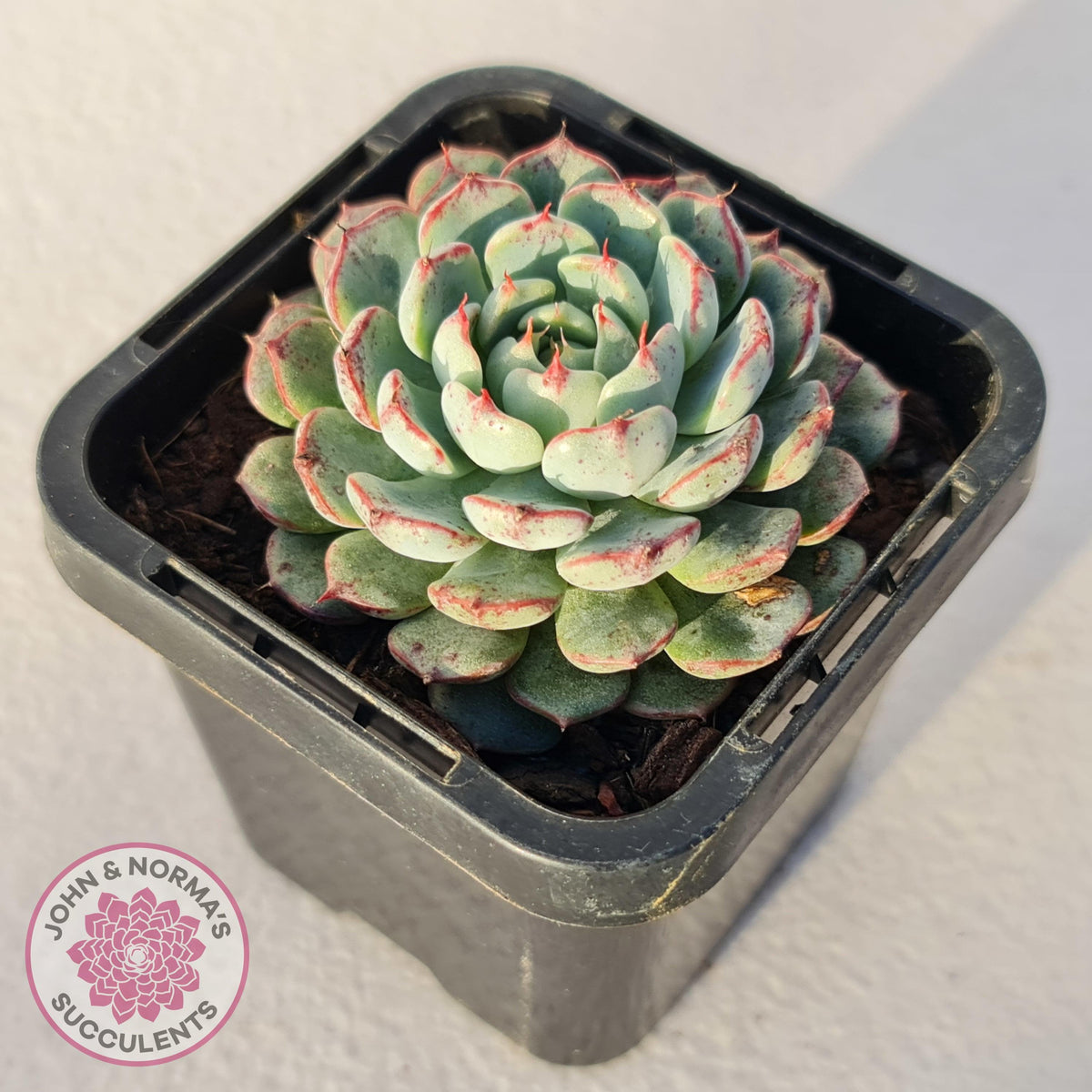 Echeveria blue minima