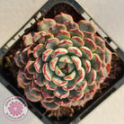 Echeveria blue minima
