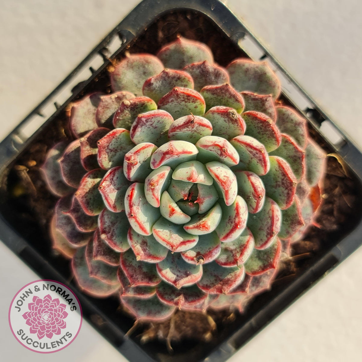 Echeveria blue minima