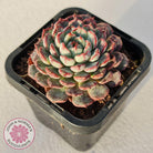 Echeveria blue minima
