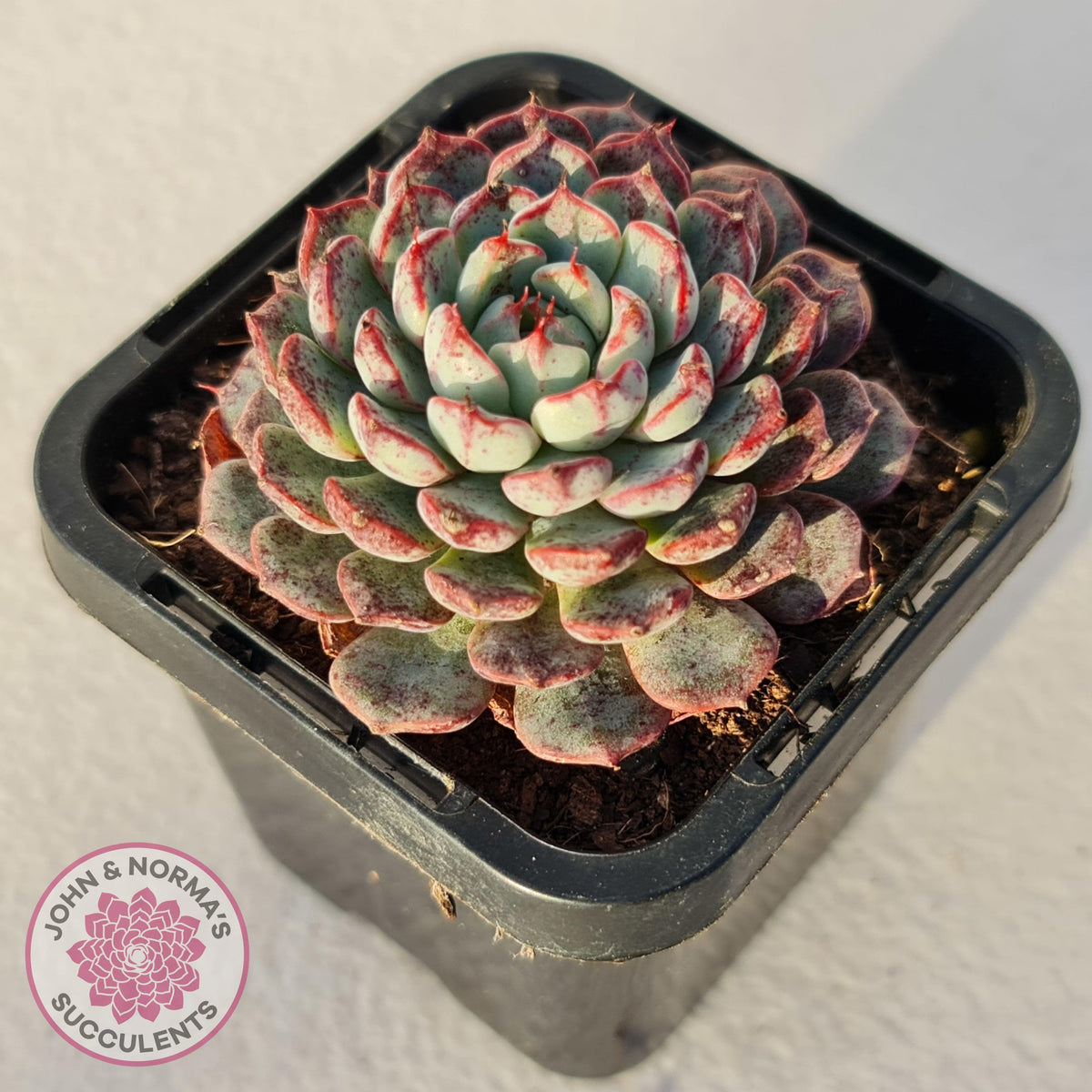 Echeveria blue minima