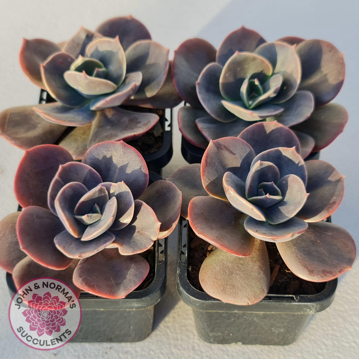 Echeveria Blue Metal (Single)