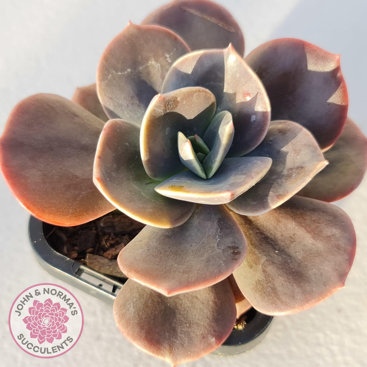Echeveria Blue Metal (Single)