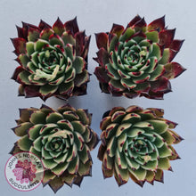 Load image into Gallery viewer, Echeveria Dark Night - New Korean Import - John &amp; Norma&#39;s Succulents
