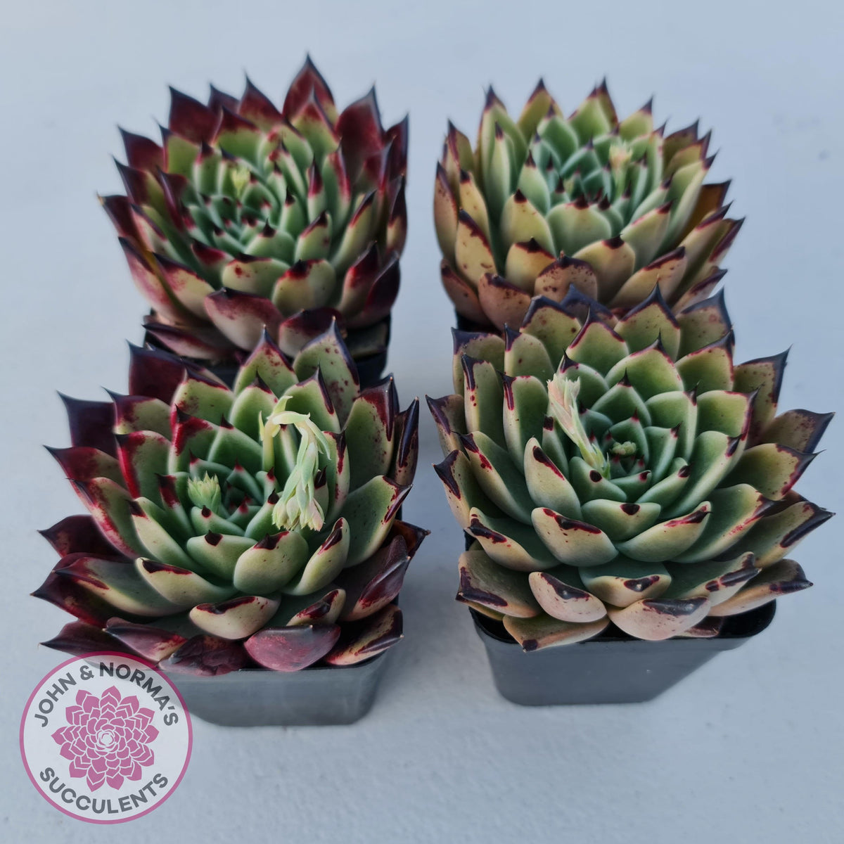 Echeveria 'Dark Night'