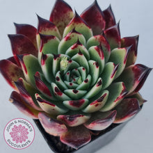 Load image into Gallery viewer, Echeveria Dark Night - New Korean Import - John &amp; Norma&#39;s Succulents
