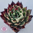 Echeveria 'Dark Night'