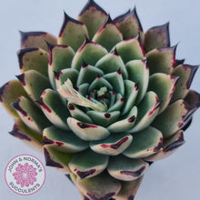 Load image into Gallery viewer, Echeveria Dark Night - New Korean Import - John &amp; Norma&#39;s Succulents
