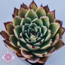 Load image into Gallery viewer, Echeveria Dark Night - New Korean Import - John &amp; Norma&#39;s Succulents
