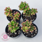 Sedum lucidum 'Obesum'