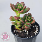 Sedum lucidum 'Obesum'