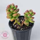 Sedum lucidum 'Obesum'