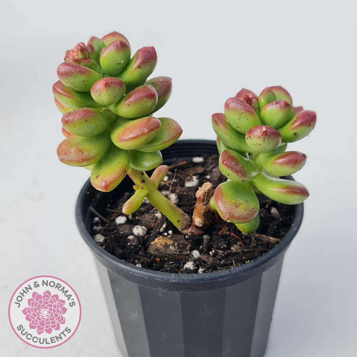Sedum lucidum 'Obesum'