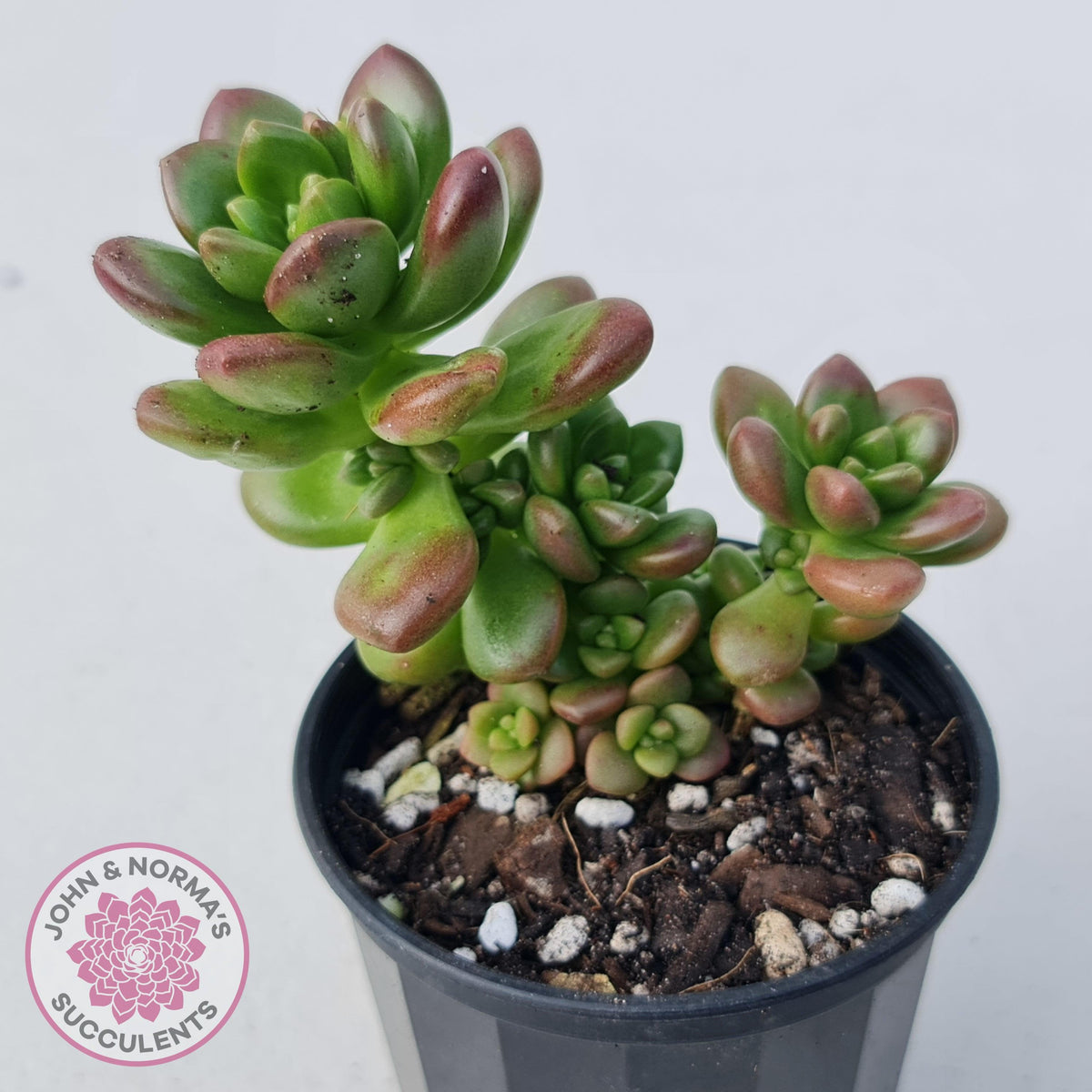Sedum lucidum 'Obesum'