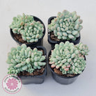 Echeveria 'Cute Bean' clumps