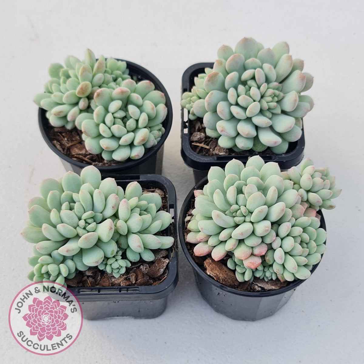 Echeveria 'Cute Bean' clumps
