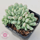 Echeveria 'Cute Bean' clumps