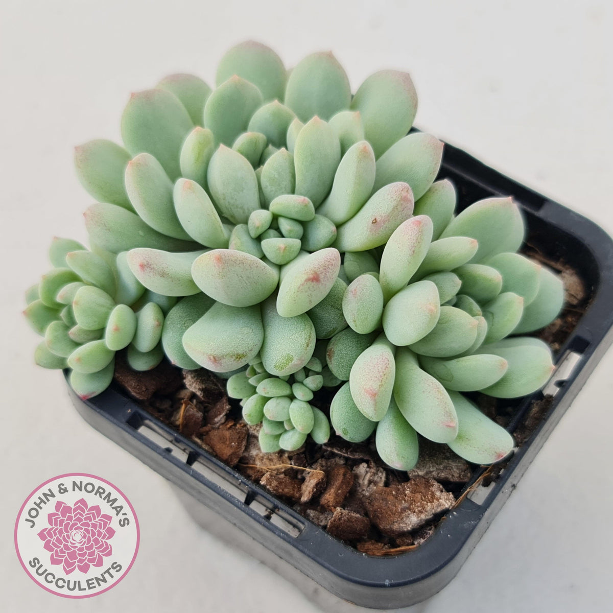Echeveria 'Cute Bean' clumps