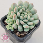 Echeveria 'Cute Bean' clumps