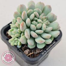 Load image into Gallery viewer, Echeveria Cute Bean - clumps - John &amp; Norma&#39;s Succulents
