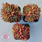 Echeveria Agavoides Gilva