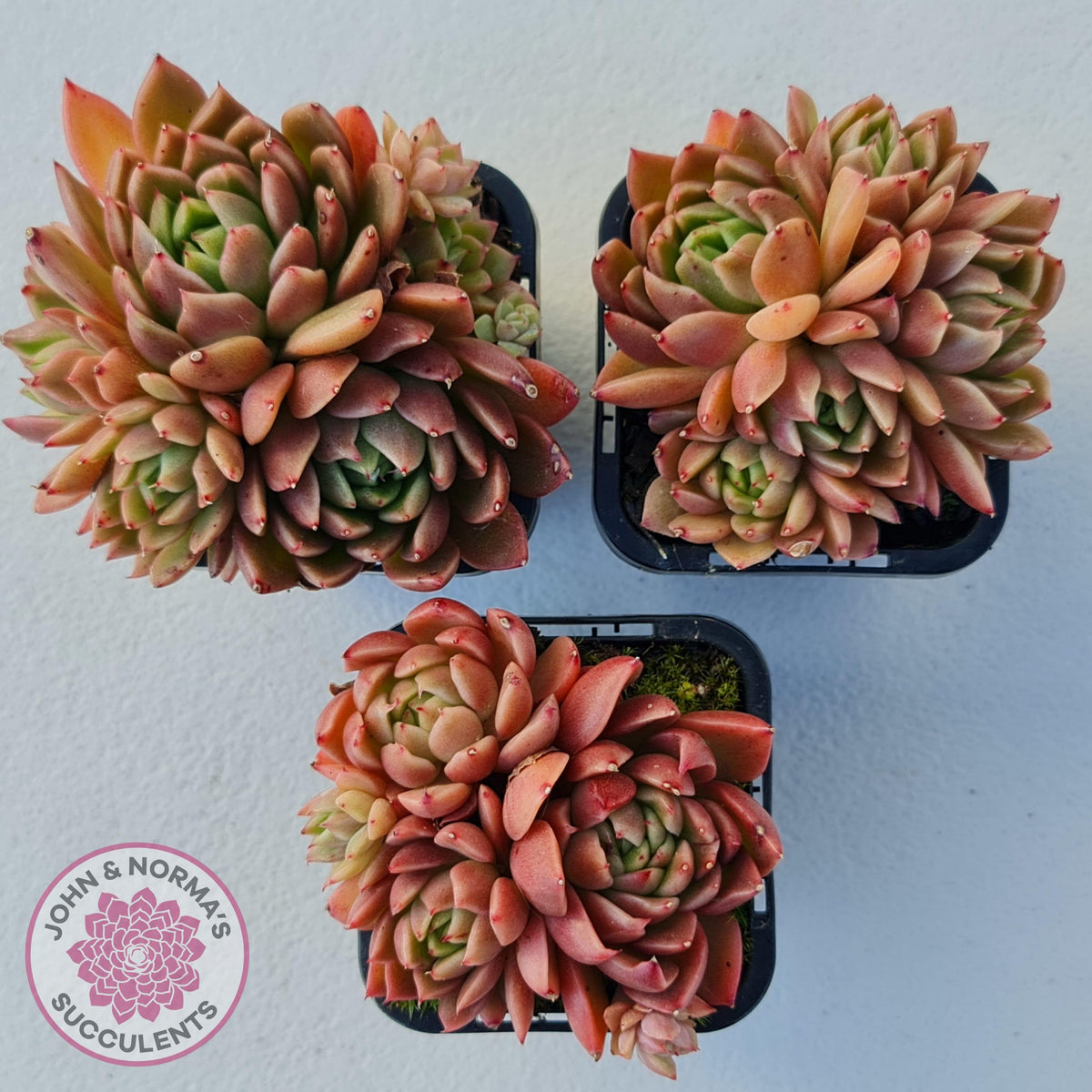 Echeveria Agavoides Gilva