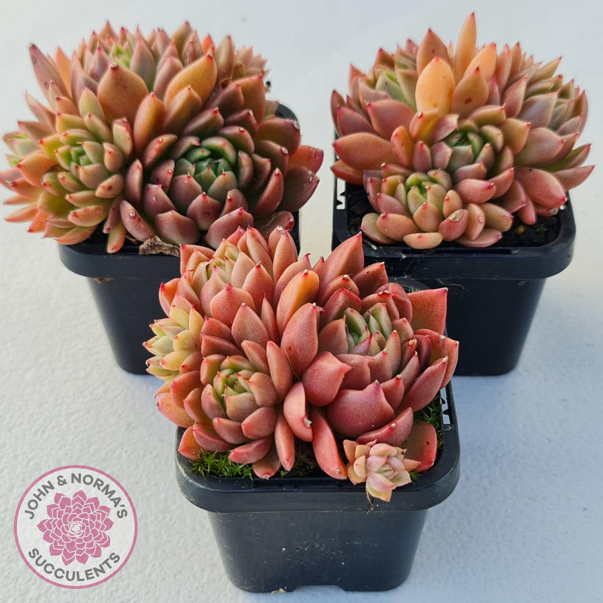 Echeveria Agavoides Gilva