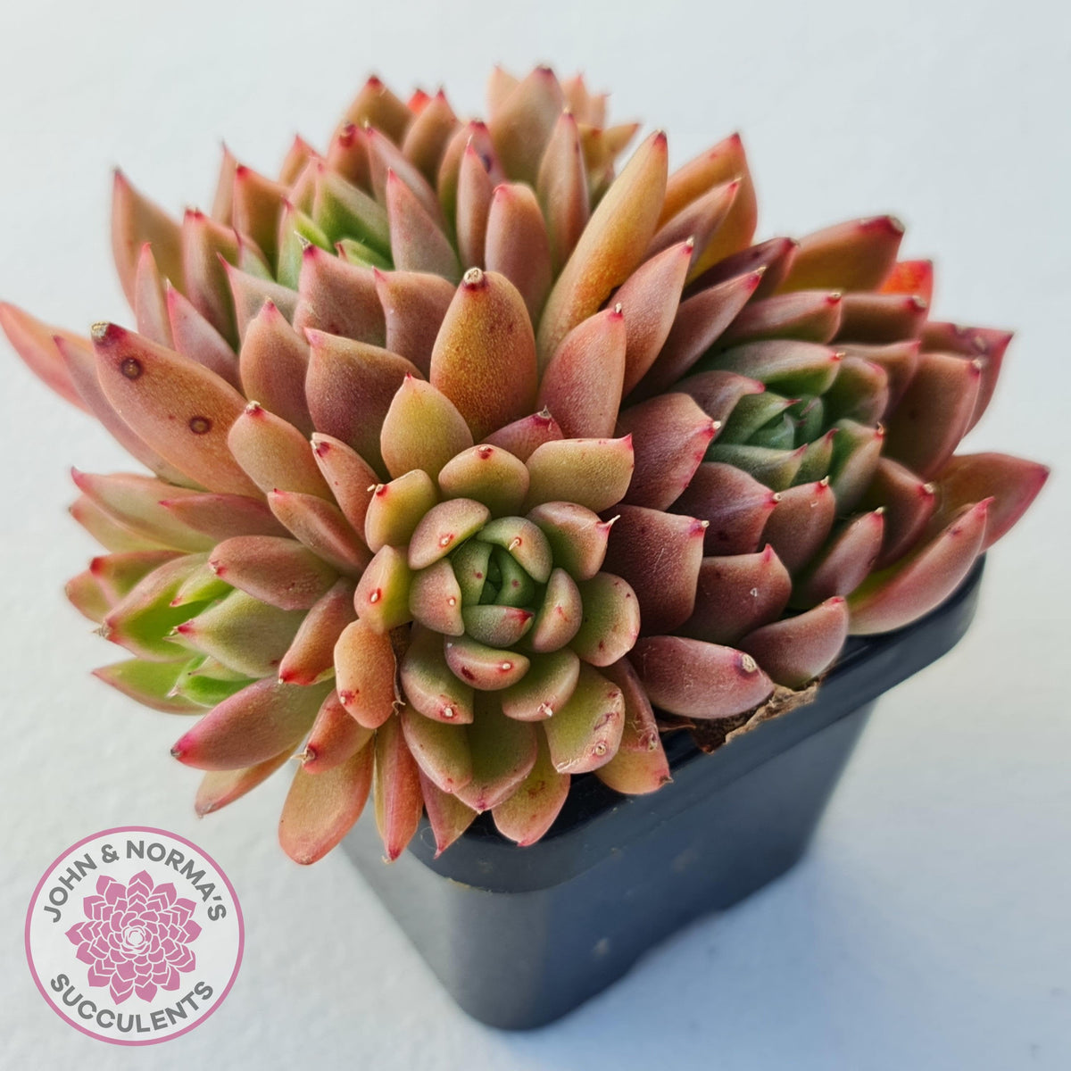 Echeveria Agavoides Gilva